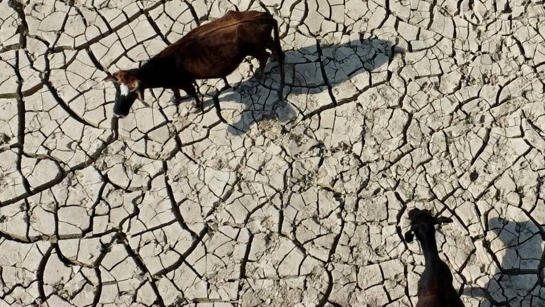 Binlerce hektar 'Mil kuraklığı' etkisinde: Tarım alanı ve meralar yok olmaya yüz tuttu 3